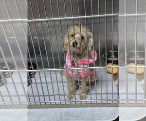 Cairn Terrier-Unknown Mix Dogs for adoption in Mukwonago, WI, USA