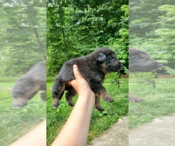 Medium Photo #3 German Shepherd Dog Puppy For Sale in LAUREL, IN, USA