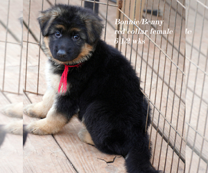 Medium German Shepherd Dog