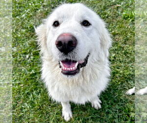 Great Pyrenees-Unknown Mix Dogs for adoption in Jefferson, WI, USA