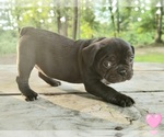 Small #2 French Bulldog