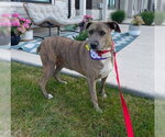 Small #2 Mutt