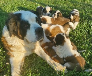 Saint Bernard Puppy for sale in CHARLES CITY, IA, USA