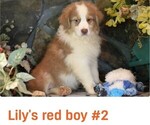 Small #8 Australian Shepherd