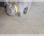 Litter of 5 - Male(s) and Female(s) French BulldogLitter of Puppies for Sale - Photo #6