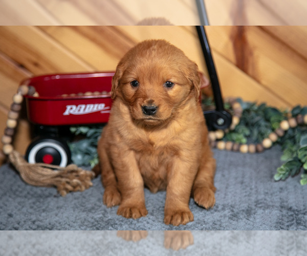 Medium Photo #1 Golden Retriever Puppy For Sale in BALTIC, OH, USA