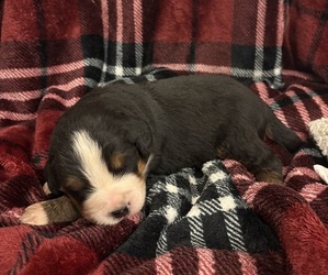 Bernese Mountain Dog Puppy for Sale in NORWOOD, Missouri USA