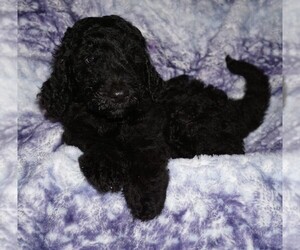 Labradoodle Puppy for Sale in LA HABRA, California USA