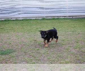 German Shepherd Dog Dog for Adoption in BEULAVILLE, North Carolina USA