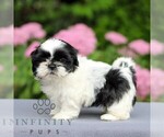 Small #3 Shih Tzu