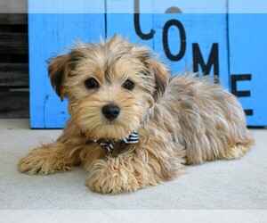 Morkie Puppy for sale in COSHOCTON, OH, USA