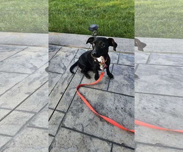 Medium Photo #2 Dachshund-Unknown Mix Puppy For Sale in Plainfield, IL, USA