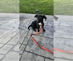 Small #1 Dachshund Mix