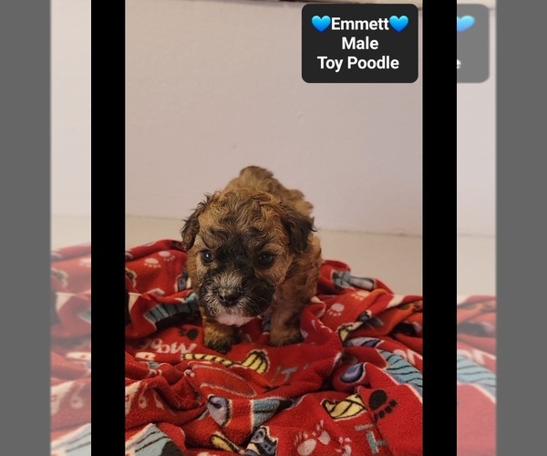 Medium Photo #2 Poodle (Toy) Puppy For Sale in TUCSON, AZ, USA