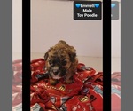 Small #1 Poodle (Toy)