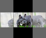 Small Photo #1 French Bulldog Puppy For Sale in GRAHAM, WA, USA