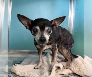 Chihuahua-Unknown Mix Dogs for adoption in San Antonio, TX, USA