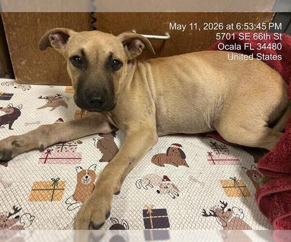 Medium Photo #1 American Pit Bull Terrier-Unknown Mix Puppy For Sale in Ocala, FL, USA