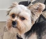 Small Yorkshire Terrier