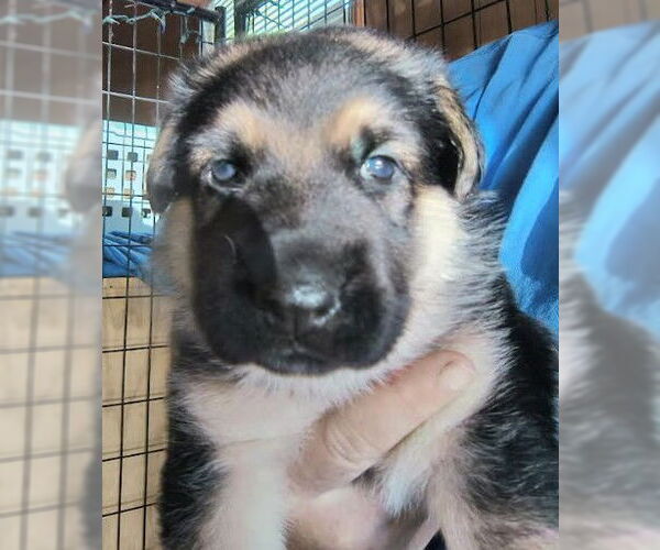 Medium Photo #4 German Shepherd Dog Puppy For Sale in Kansas City, MO, USA
