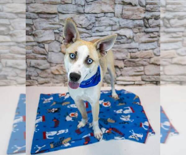 Medium Photo #6 Mutt Puppy For Sale in Kennesaw, GA, USA