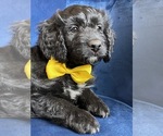 Small Photo #17 Golden Mountain Doodle  Puppy For Sale in AUBURNDALE, FL, USA