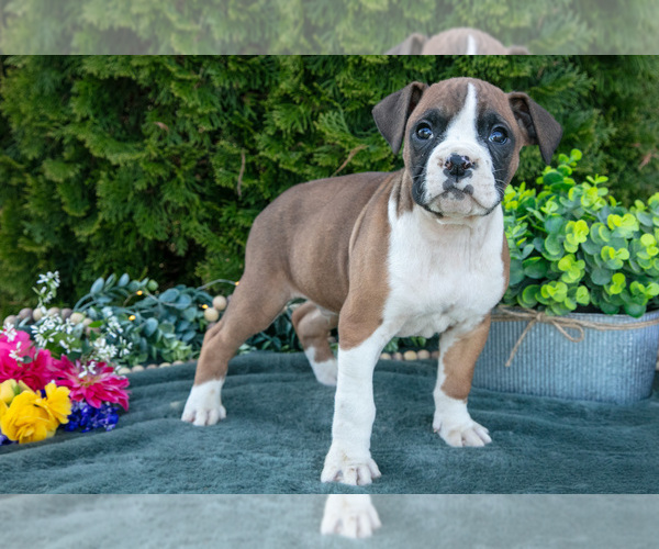 Medium Photo #1 Boxer Puppy For Sale in SHILOH, OH, USA