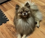Small Photo #1 Shiranian Puppy For Sale in AVOCA, MI, USA