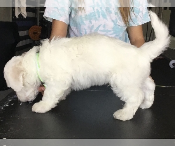 Medium Photo #3 Bichon Frise Puppy For Sale in OAKLEY, CA, USA