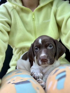 Medium Photo #2 German Shorthaired Pointer Puppy For Sale in PROSPECT, VA, USA
