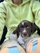 Small Photo #2 German Shorthaired Pointer Puppy For Sale in PROSPECT, VA, USA