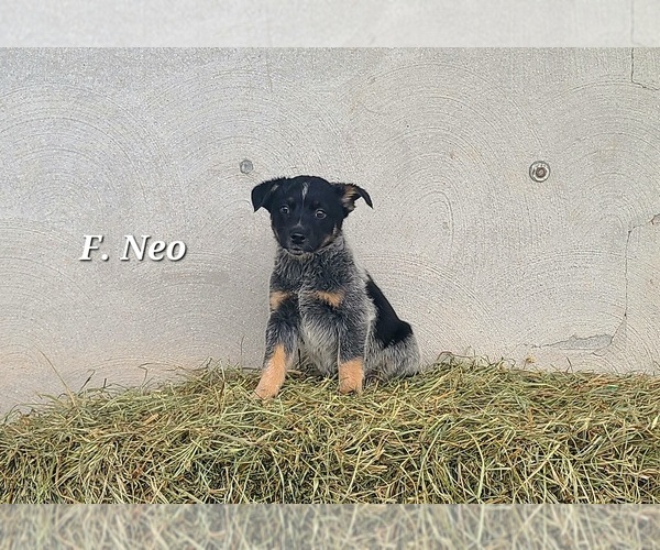Medium Photo #2 Australian Cattle Dog Puppy For Sale in NATHALIE, VA, USA