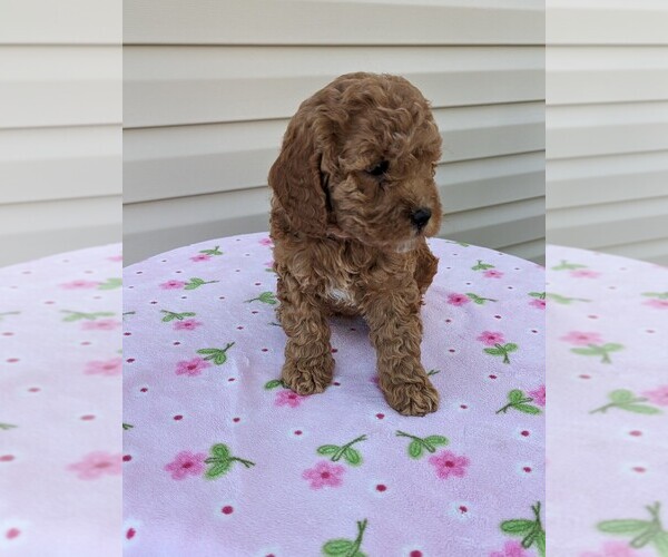 Medium Photo #4 Cockapoo Puppy For Sale in DUNNVILLE, KY, USA