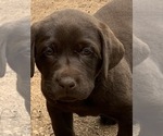 Small Photo #18 Labrador Retriever Puppy For Sale in BANDERA, TX, USA