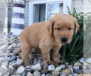 Golden Retriever Puppy for sale in COLUMBUS, OH, USA