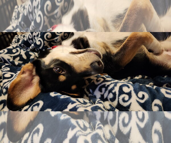 Medium Photo #8 Mutt Puppy For Sale in Doylestown, PA, USA