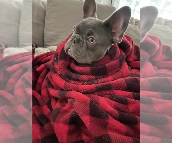 Medium Photo #1 French Bulldog Puppy For Sale in CLERMONT, FL, USA