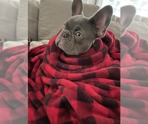 Father of the French Bulldog puppies born on 06/27/2025