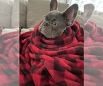 Small Photo #1 French Bulldog Puppy For Sale in CLERMONT, FL, USA