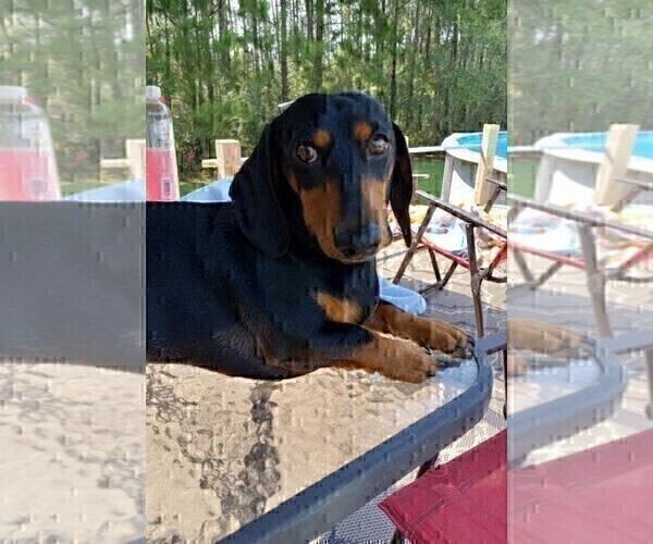 Medium Photo #1 Dachshund Puppy For Sale in COTTONDALE, FL, USA