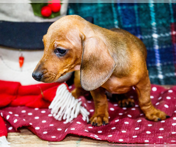 Medium Photo #4 Dachshund Puppy For Sale in WAKARUSA, IN, USA