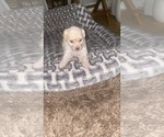 Small Photo #3 Maltipoo Puppy For Sale in STOCKTON, CA, USA