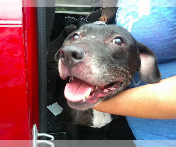 Medium Photo #1 Labrador Retriever-Unknown Mix Puppy For Sale in Ocala, FL, USA