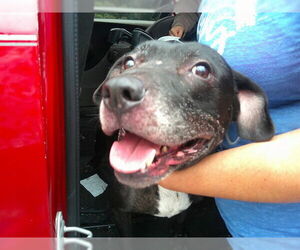 Labrador Retriever-Unknown Mix Dogs for adoption in Ocala, FL, USA