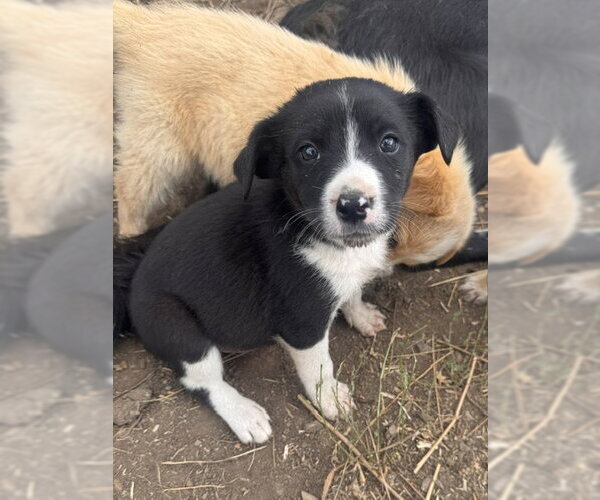 Medium Photo #11 Border Collie-Unknown Mix Puppy For Sale in Princeton, British Columbia, Canada