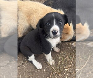 Sally's Litter - Female Border Collie-Unknown Mix Dog for Adoption - Photo #11