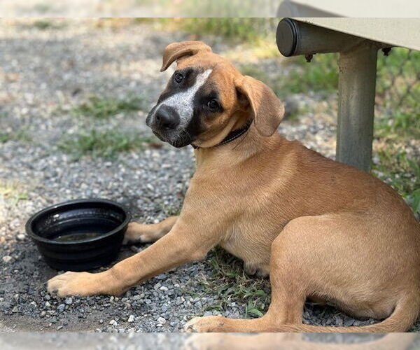 Medium Photo #20 Labrador Retriever-Unknown Mix Puppy For Sale in Brewster, NY, USA