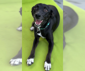 Chiweenie Dogs for adoption in Cranston, RI, USA