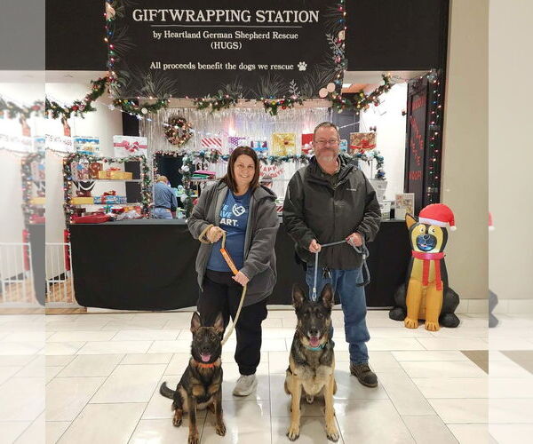 Medium Photo #7 German Shepherd Dog Puppy For Sale in Gretna, NE, USA