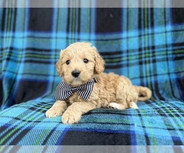 Medium Photo #5 Goldendoodle Puppy For Sale in LAKELAND, FL, USA